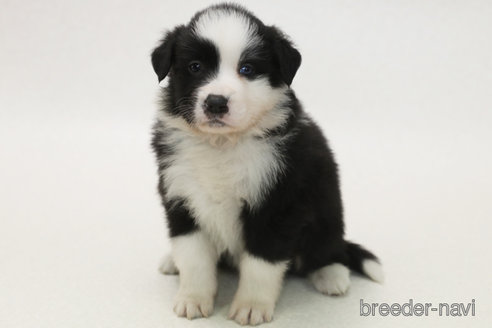 成約済の神奈川県のボーダーコリー-373748の1枚目